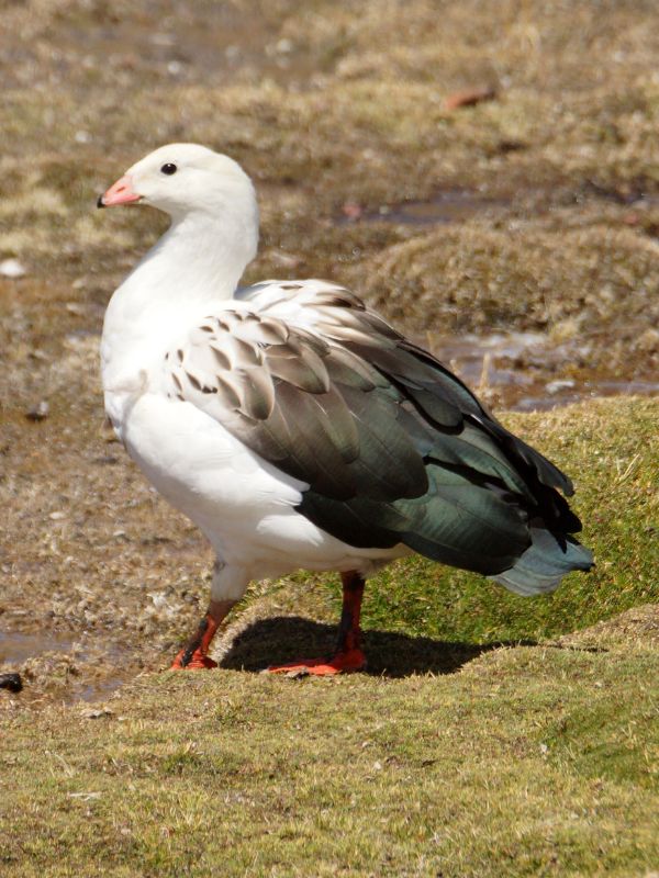 guayata