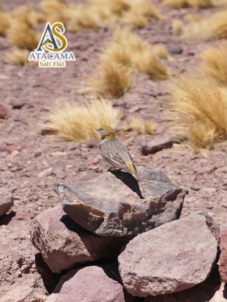tour piedras rojas san pedro de atacama chile
