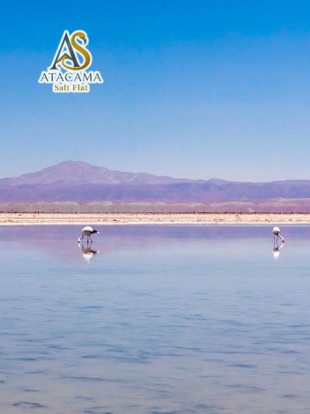 tour piedras rojas san pedro de atacama chile